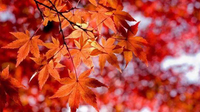 楓葉紅了，裝點滿山景色