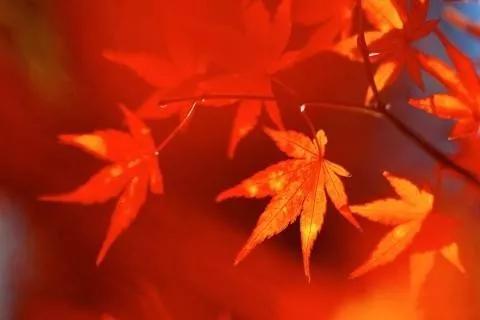 楓葉紅了，裝點滿山景色